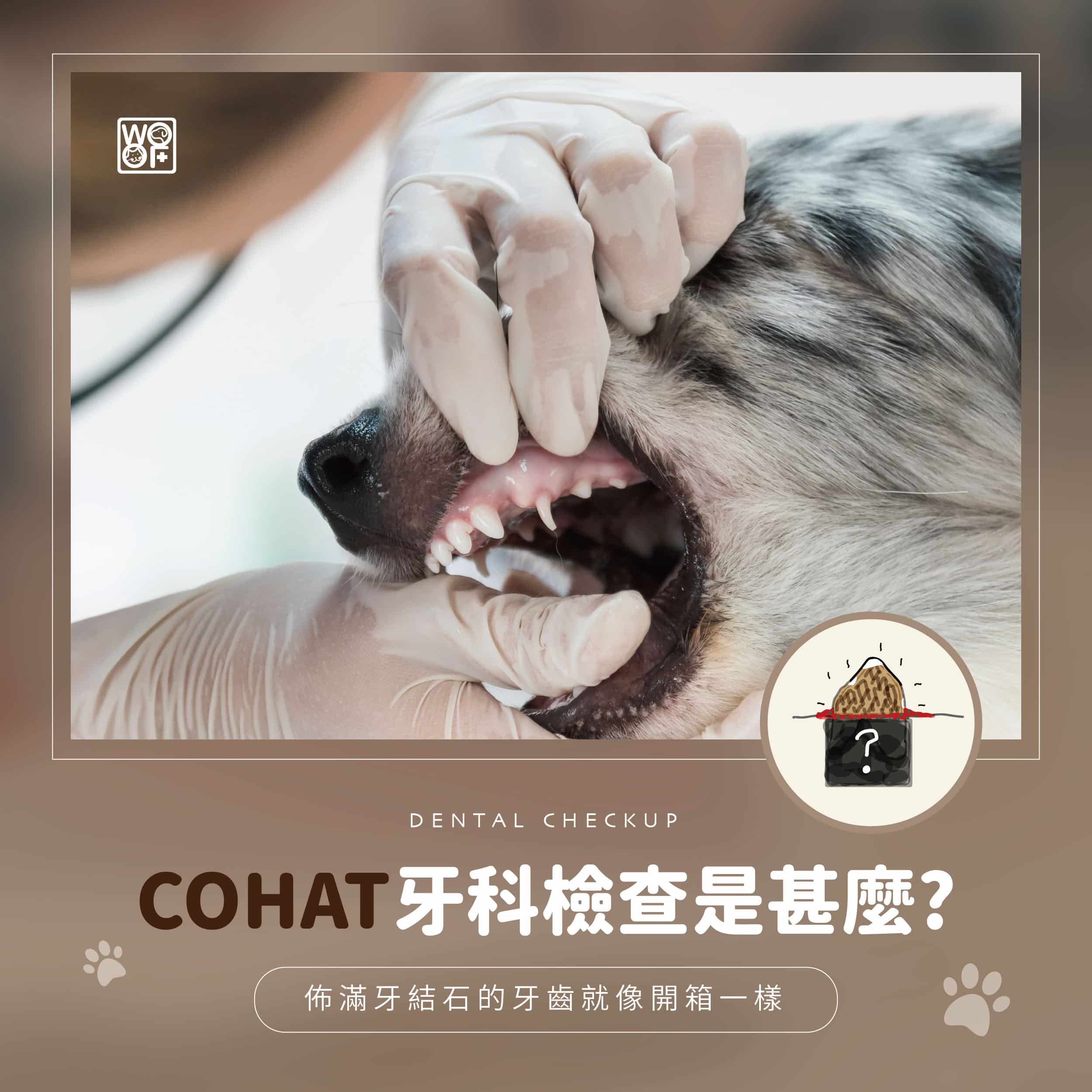 寵物COHAT是什麼？淺談全口腔健康評估與治療