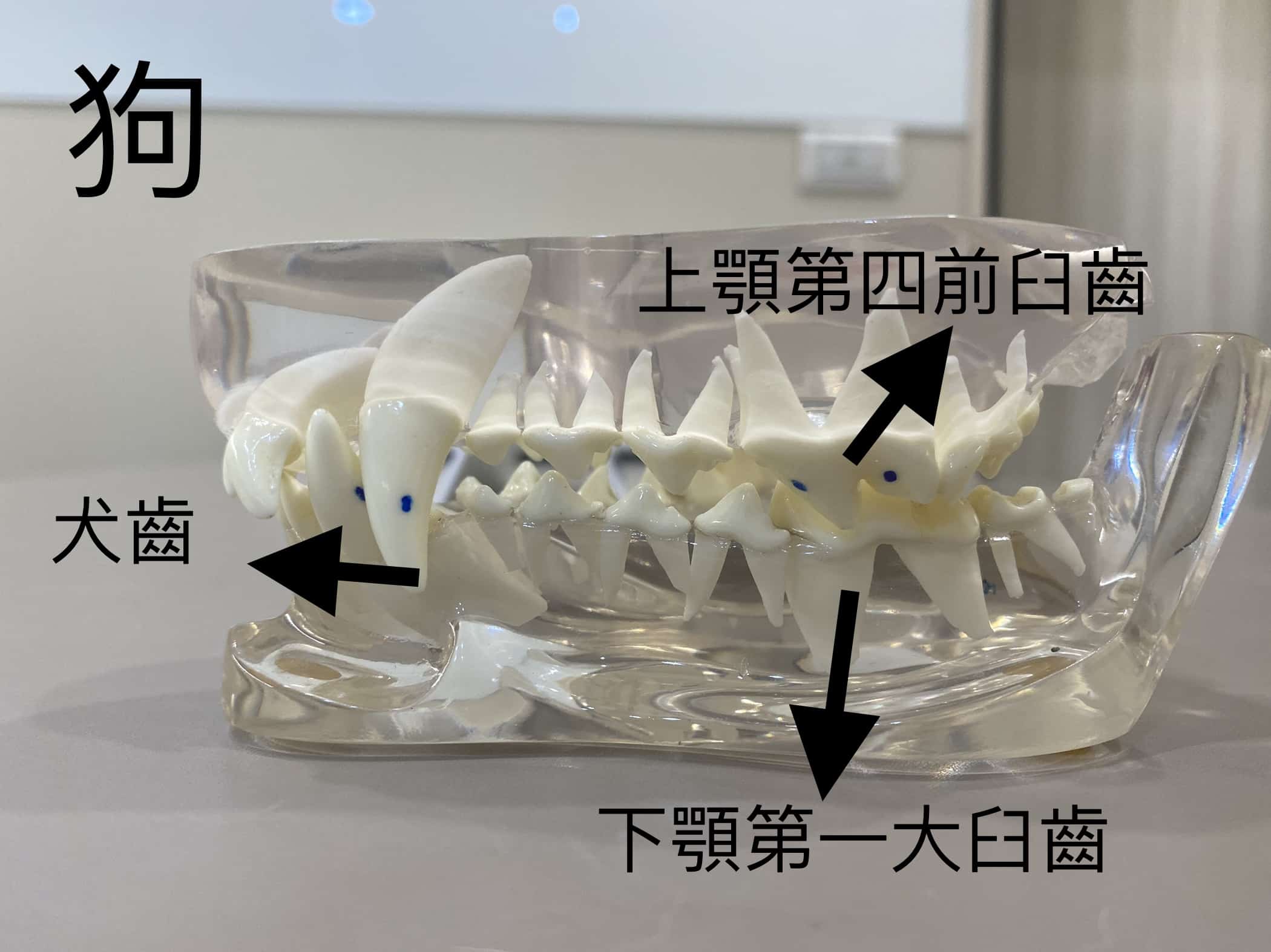 狗狗牙齒模型圖，狗狗牙齒以撕裂、咬碎功能為主，牙齒呈尖銳樣