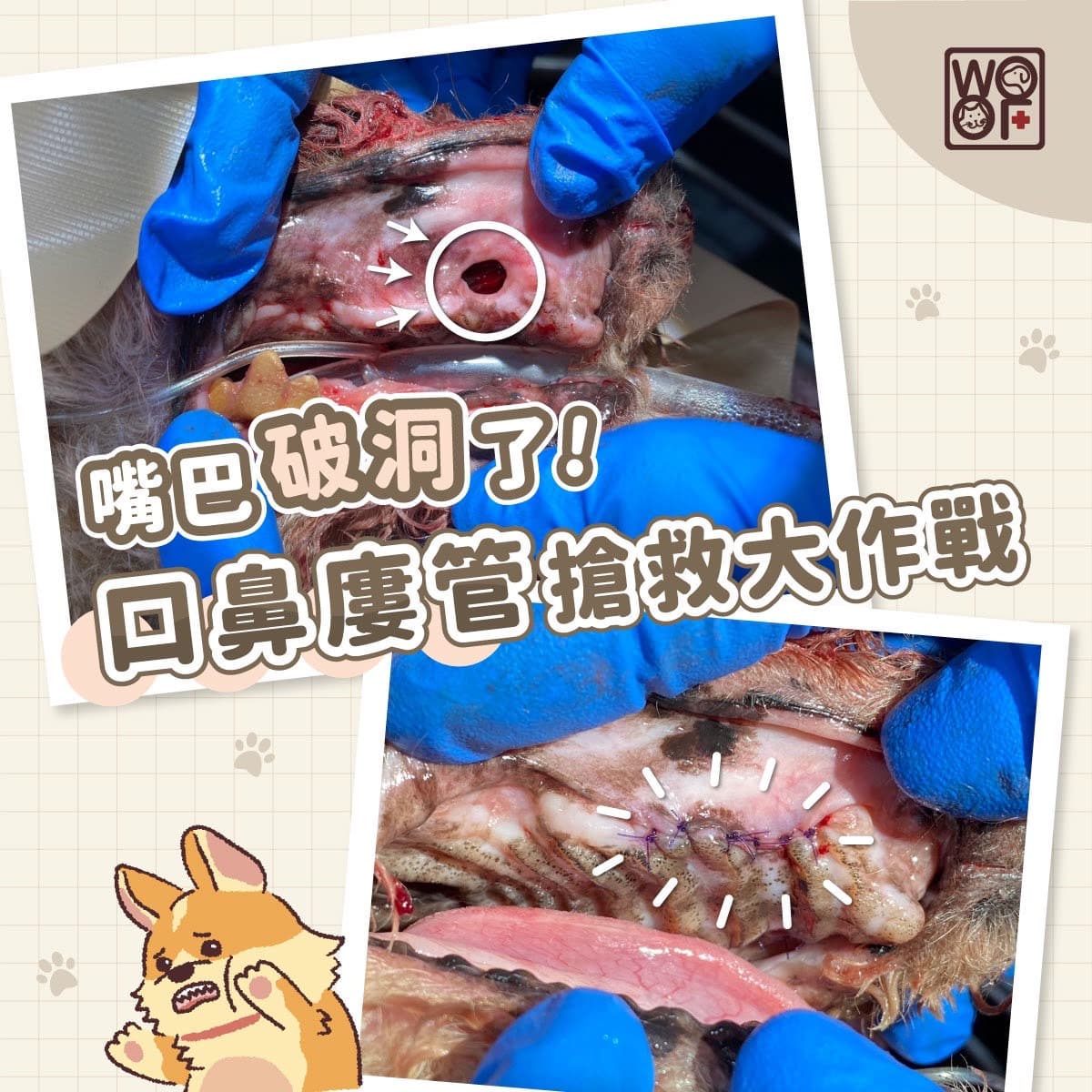 口鼻瘻管讓狗狗嘴巴有破洞？！口鼻瘻管搶救大作戰