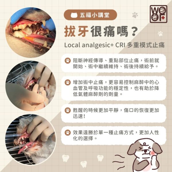 犬貓拔牙很痛嗎？犬貓拔牙麻醉、止痛、注意事項一次看